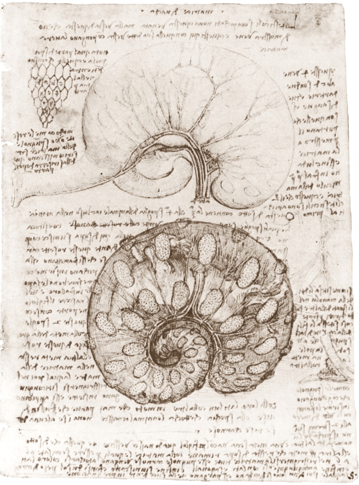 Leonardo+da+Vinci-1452-1519 (770).jpg
